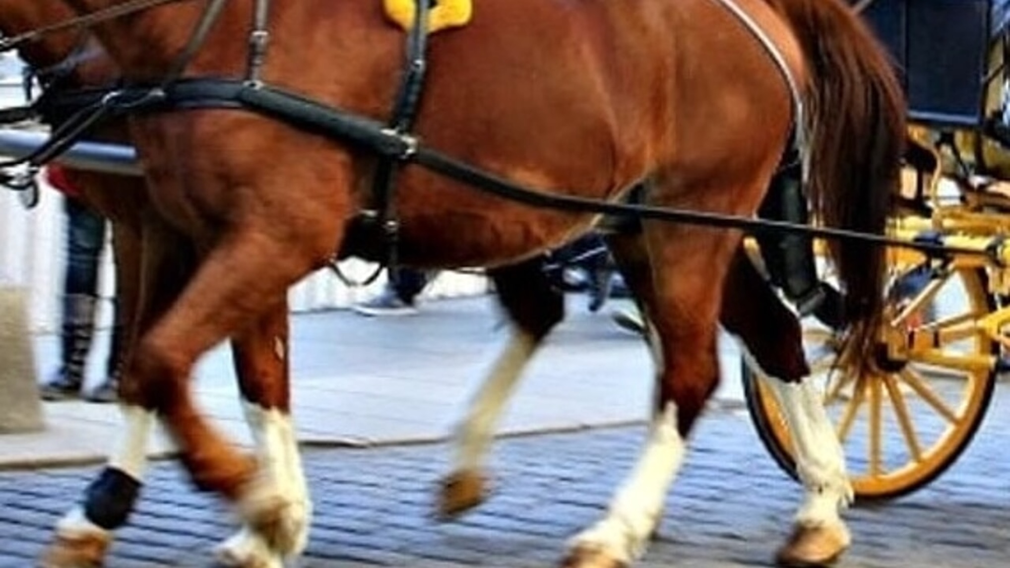 Auto tampona calesse sulla Donnalucata-Cava d’Aliga