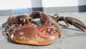 Il Regno Unito vieta di bollire vive le aragoste: sono esseri senzienti che provano dolore