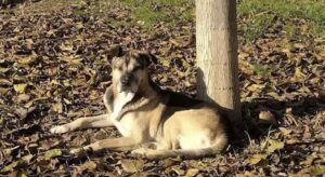 Il cane Nero muore di spavento per i botti scoppiati vicino al canile: «Il cuore ha ceduto»