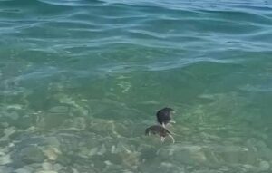 “Ortigia è invasa dai topi”. Non è una novità