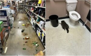 Immagine rappresentativa di Procione entra in un negozio di liquori e si ubriaca