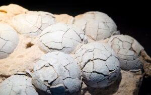 Immagine rappresentativa di Scoperte oltre 100 uova di dinosauro: hanno 70 milioni di anni