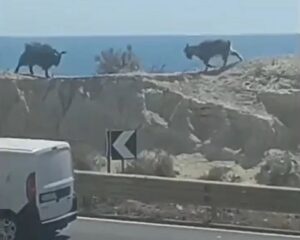 Scontro tra caproni: la scena surreale in Sicilia
